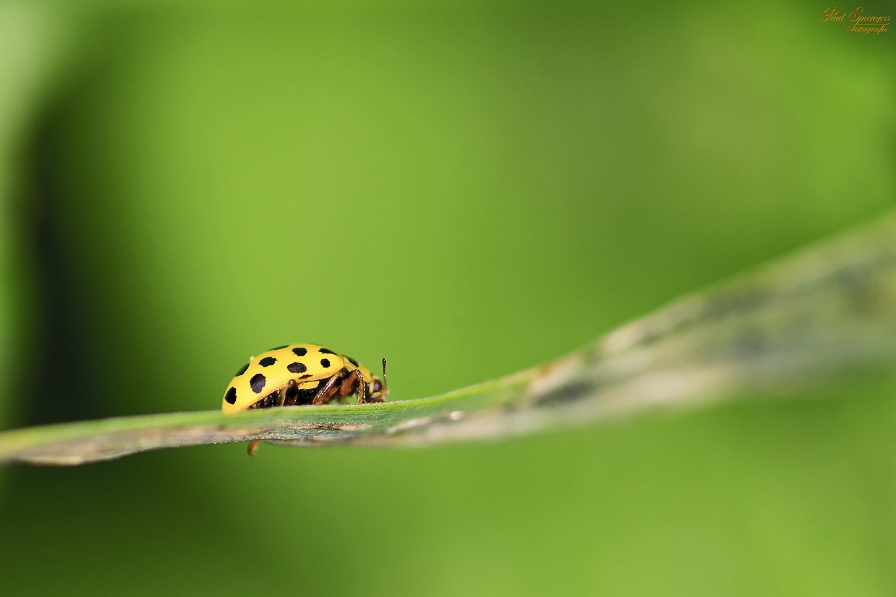 How Climate Change Drives Beetle Population Booms